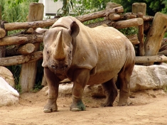 Dierentuin Frankfurt am Main