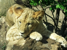 Zoo Halle