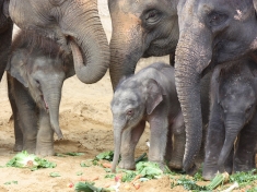 Zoo Hannover (stad)