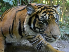 Zoo Heidelberg