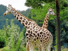 Dierentuin Leipzig