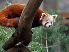 Zoo Leipzig Duitsland
