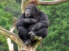 Zoo Neuwied