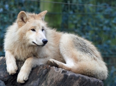 Zoo Wuppertal Duitsland